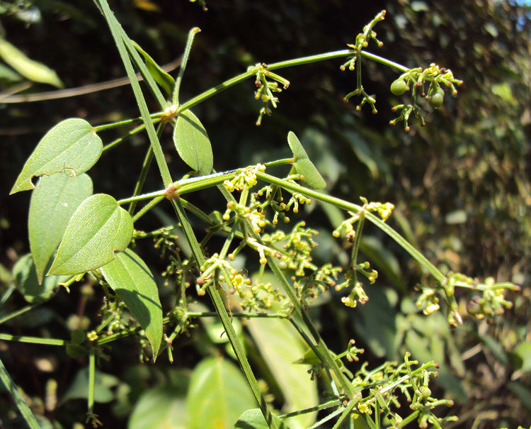 Rubia cordifolia (Indian madder) dry root tincture