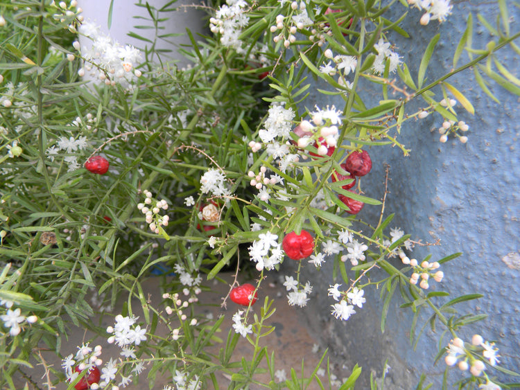 Asparagus racemosus (shatavari) dry root tincture