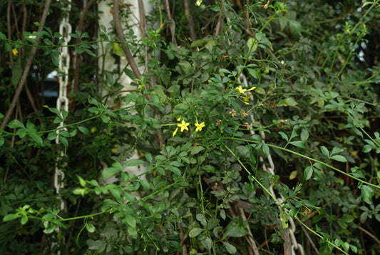 Gelsemium sempervirens (gelsemium) dry root tincture -- RESTRICTED