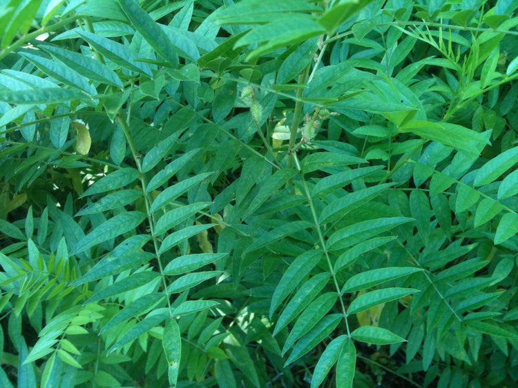 Glycyrrhiza glabra (licorice) fresh root tincture