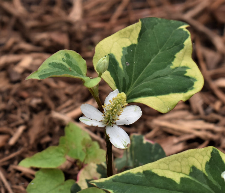 Houttuynia cordata (houttuynia) fresh leaf tincture