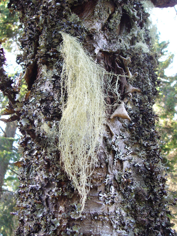 Usnea (Usnea spp.) fresh thallus tincture