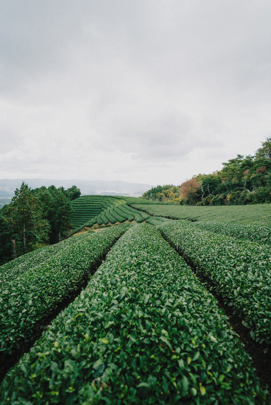 Herbal Medicine with Ethics