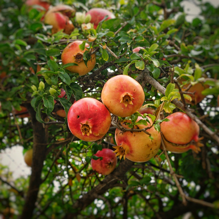Pomegranate (Punica granatum) fresh rind tincture