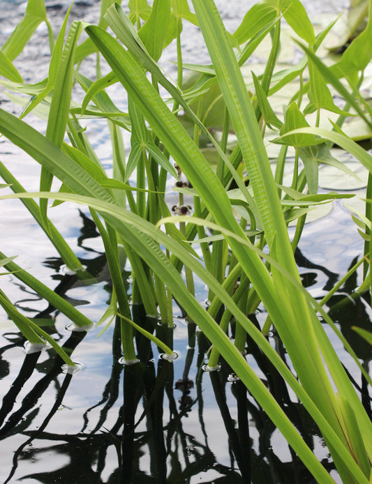 Acorus calamus (calamus) fresh rhizome tincture