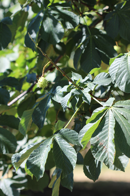 Aesculus hippocastanum (horse chestnut) fresh seed tincture