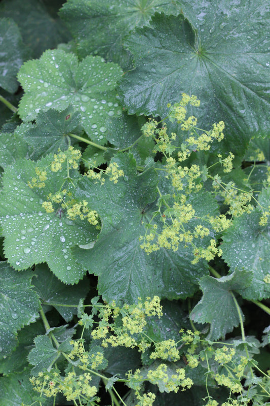 Alchemilla vulgaris (lady's mantle) fresh aerial parts tincture