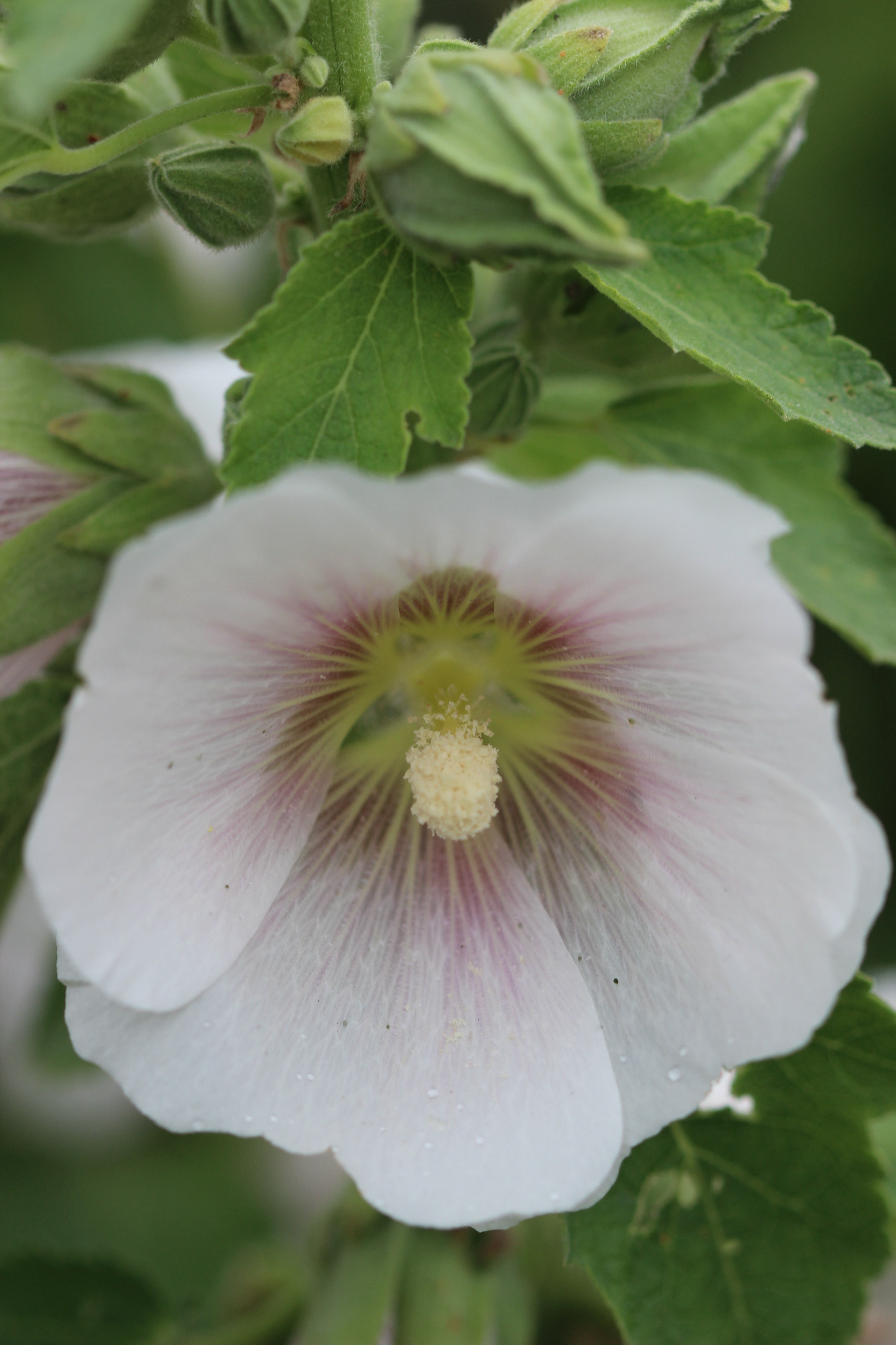 Althaea officinalis (marshmallow) fresh root glycerite