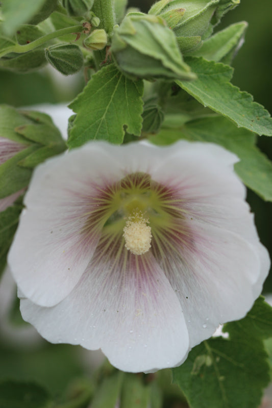 Althaea officinalis (marshmallow) fresh root glycerite