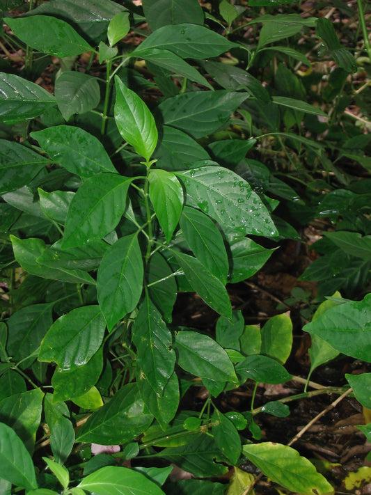 Andrographis paniculata (andrographis) fresh aerial parts tincture