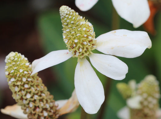 Anemopsis californica (yerba mansa) fresh root tincture