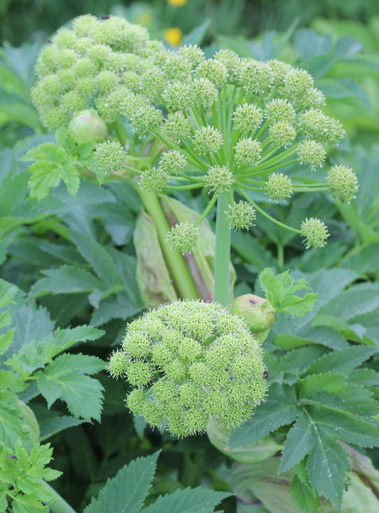 Angelica archangelica (angelica) fresh root tincture