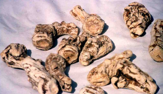 Angelica sinensis (dong quai) dry root tincture