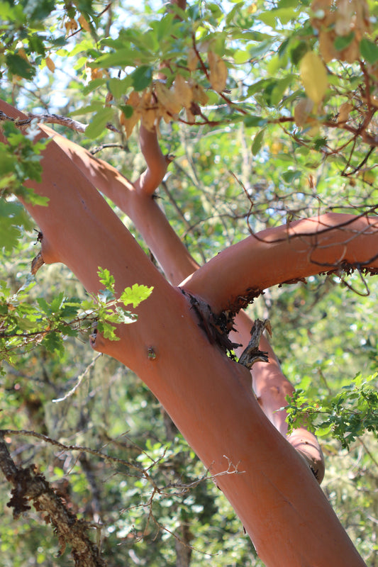 Arbutus menziesii (Pacific madrone) fresh leaf tincture