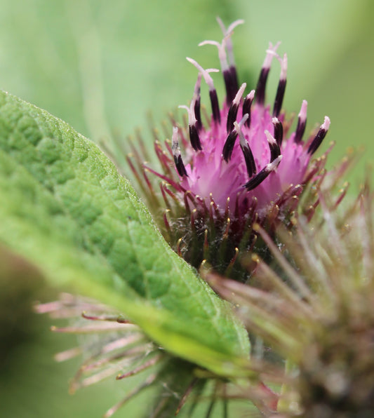 Arctium lappa (burdock) fresh root tincture