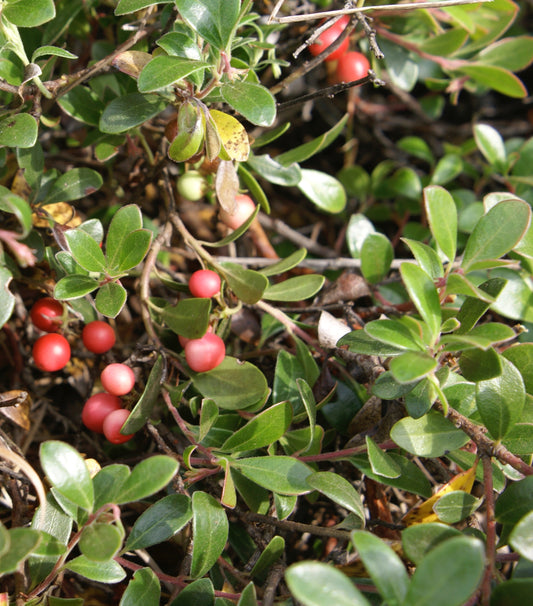 Arctostaphylos uva-ursi (uva-ursi) fresh aerial parts tincture