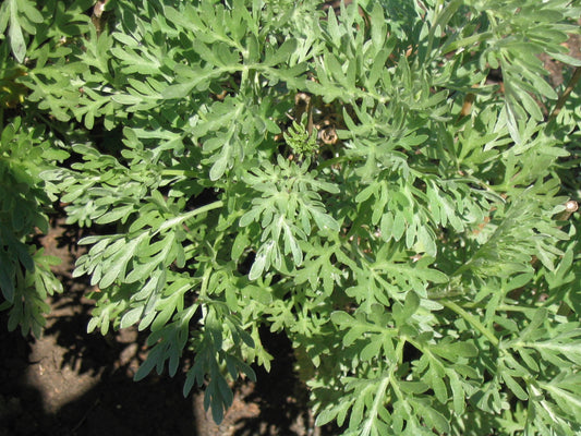 Artemisia absinthium (wormwood) fresh aerial parts tincture - RESTRICTED