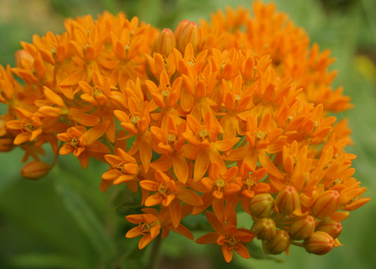 Asclepias tuberosa (pleurisy root) fresh root tincture