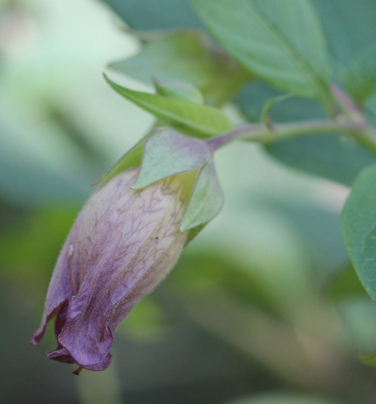 Atropa belladonna (belladonna) fresh aerial parts tincture - RESTRICTED