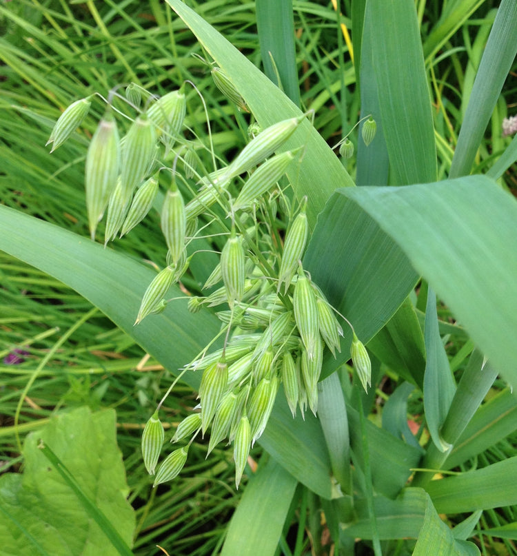 Avena sativa (oat) fresh seed (milk stage) glycerite