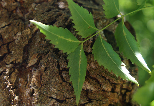 Azadirachta indica (neem) dry leaf tincture