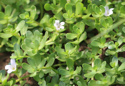 Bacopa monnieri (bacopa) fresh whole plant tincture