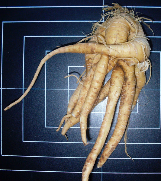 Bryonia cretica (red bryony) fresh root tincture - RESTRICTED