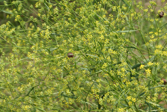 Bupleurum chinense (bupleurum) dry root tincture