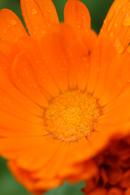 Calendula officinalis (calendula) fresh flower glycerite