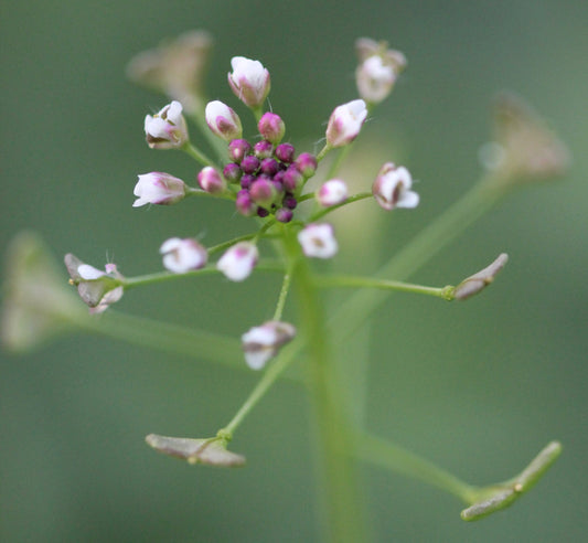 Capsella bursa-pastoris (shepherd's purse) fresh aerial parts tincture