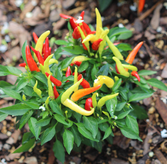Capsicum spp. (cayenne and habañero) fresh fruit tincture