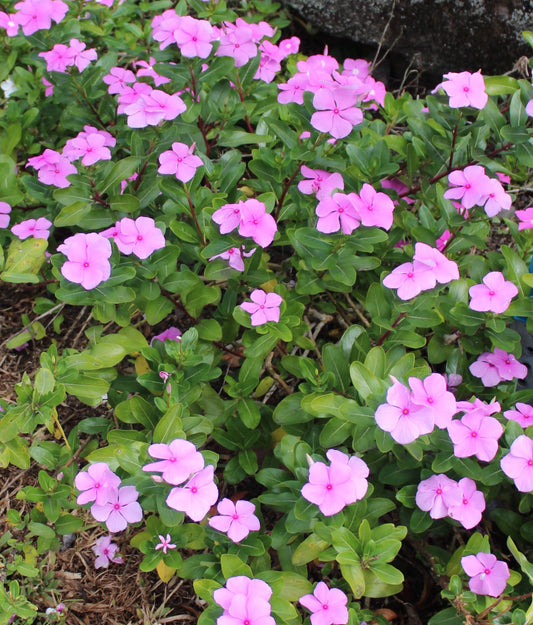 Catharanthus roseus (Madagascar periwinkle) fresh aerial parts in flower tincture
