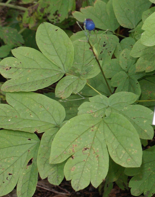 Caulophyllum thalictroides (blue cohosh) fresh root tincture