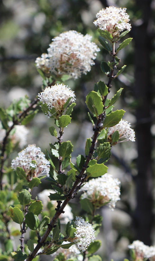 Ceanothus greggii (desert ceanothus) fresh root tincture