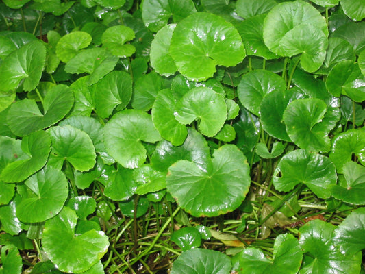 Centella asiatica (gotu kola) fresh whole plant tincture