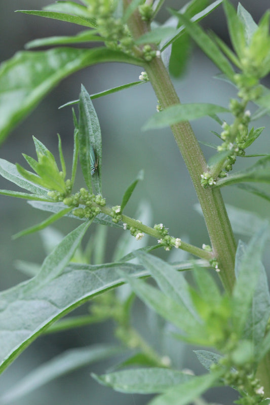 Chenopodium ambrosioides (epazote) fresh seed tincture