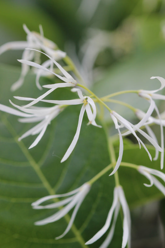 Chionanthus virginicus (fringe tree) dry bark glycerite