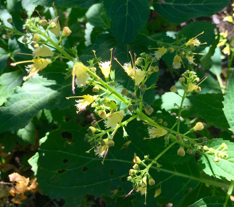 Collinsonia canadensis (stoneroot) fresh root tincture