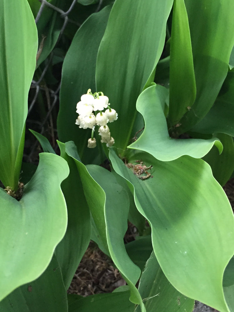 Convallaria majalis (lily-of-the-valley) fresh whole plant tincture - RESTRICTED