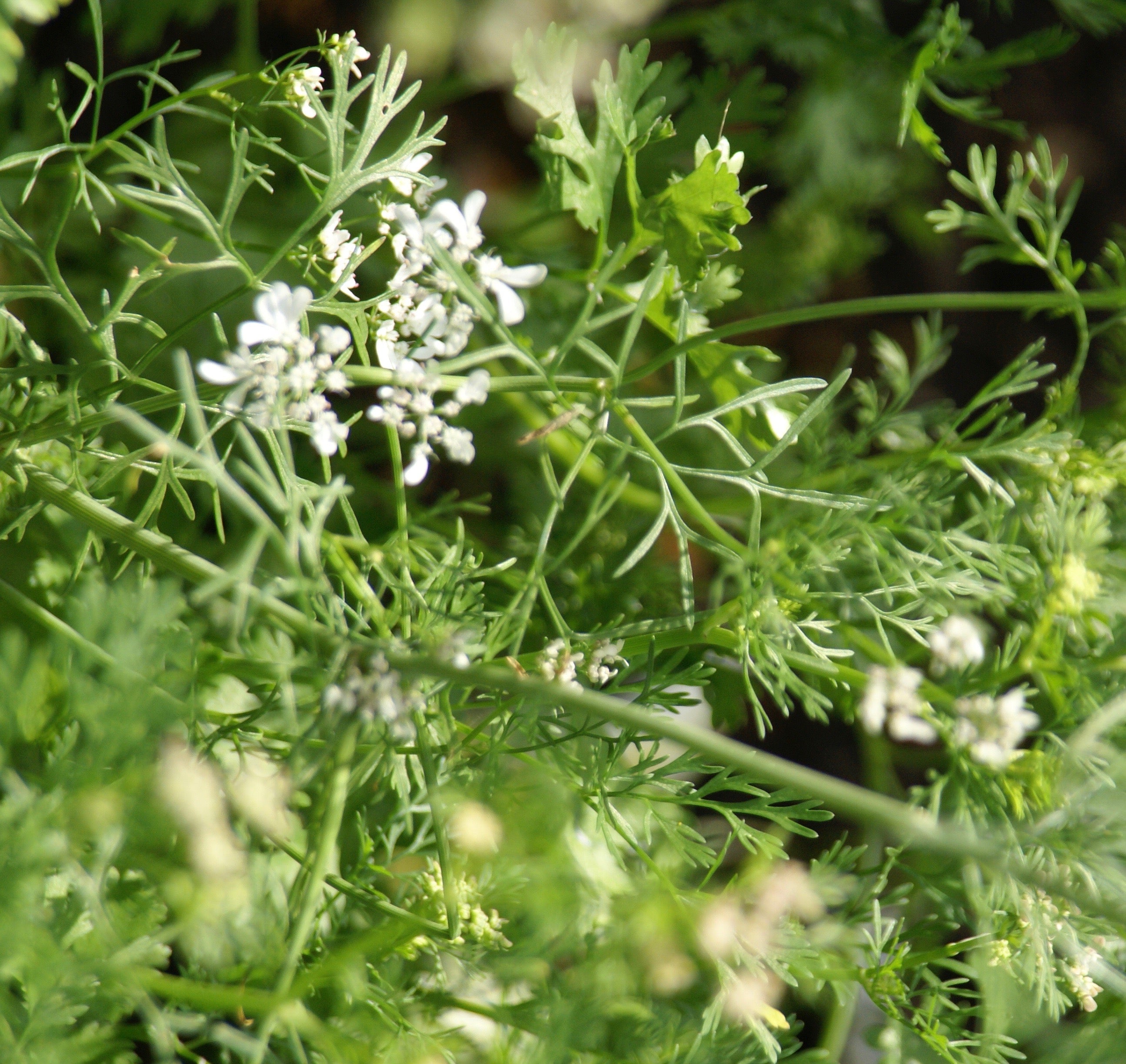 A cook chops fresh herb, coriander, Coriandrum sativum, in a