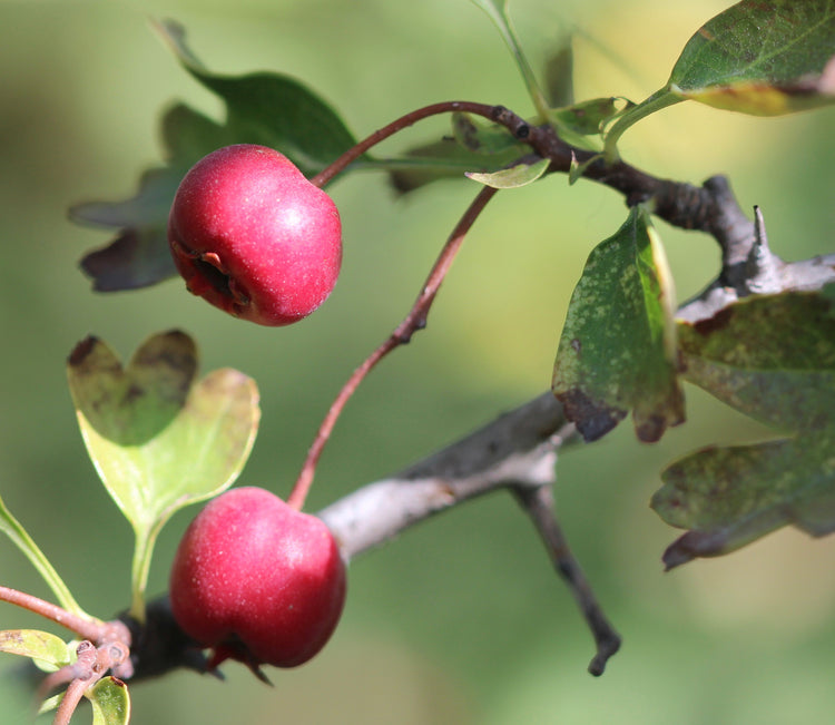 Crataegus monogyna (hawthorn) fresh fruit glycerite