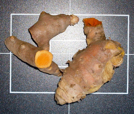 Curcuma longa (turmeric) fresh rhizome tincture