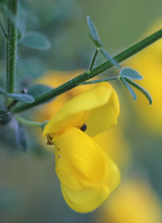 Cytisus scoparius (Scotch broom) fresh aerial parts in flower tincture - RESTRICTED