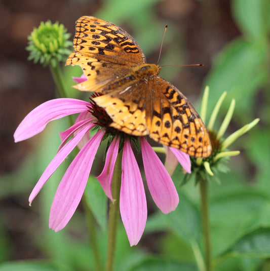 Echinacea spp. (Echinacea angustifolia and/or purpurea) fresh root glycerite