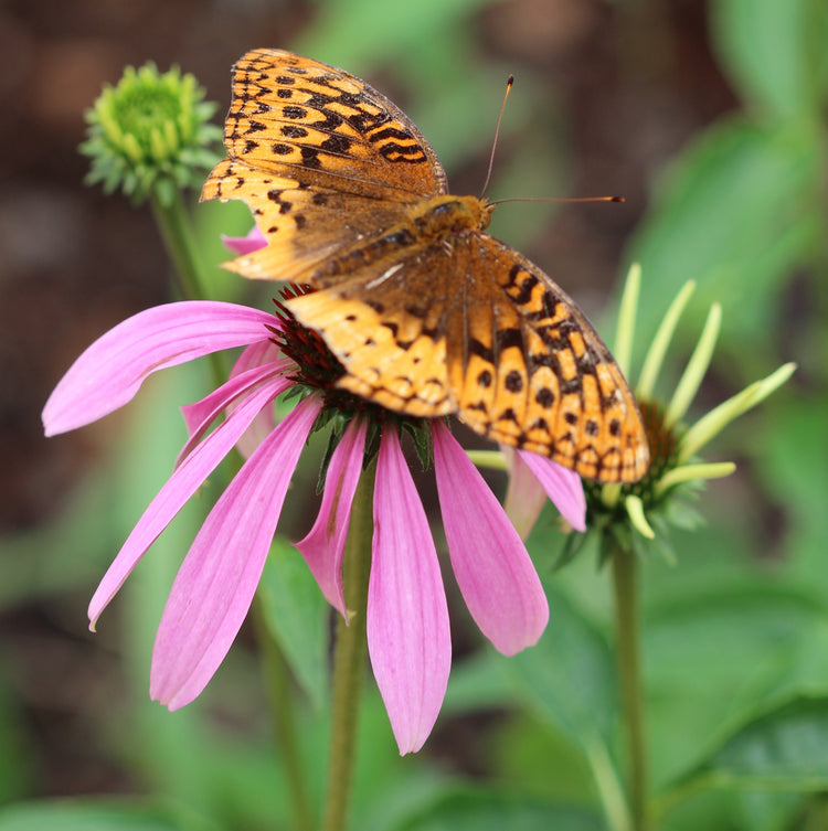 Echinacea spp. (Echinacea angustifolia and/or purpurea) fresh root glycerite
