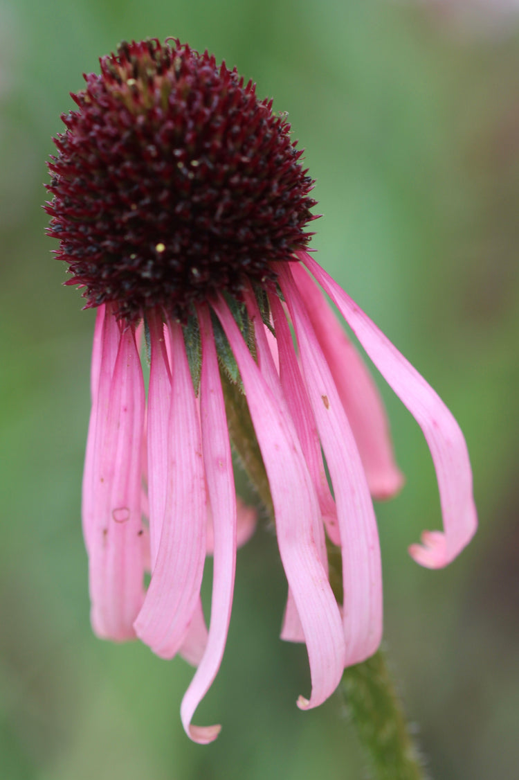 Echinacea spp. (Echinacea angustifolia and/or purpurea) fresh root glycerite