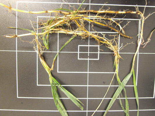 Elymus repens (couch grass) fresh rhizome tincture