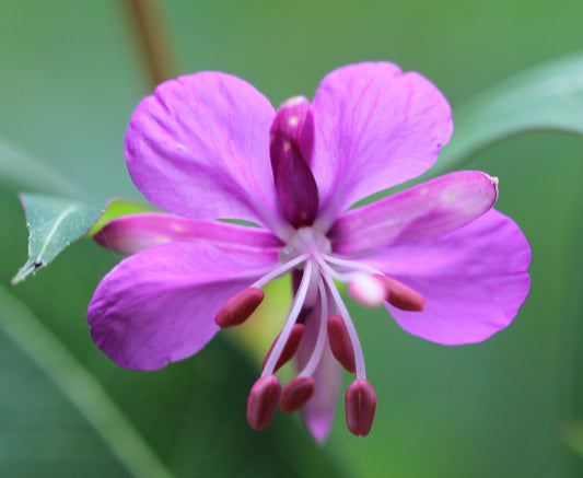 Epilobium spp. (fireweed) fresh aerial parts in flower tincture