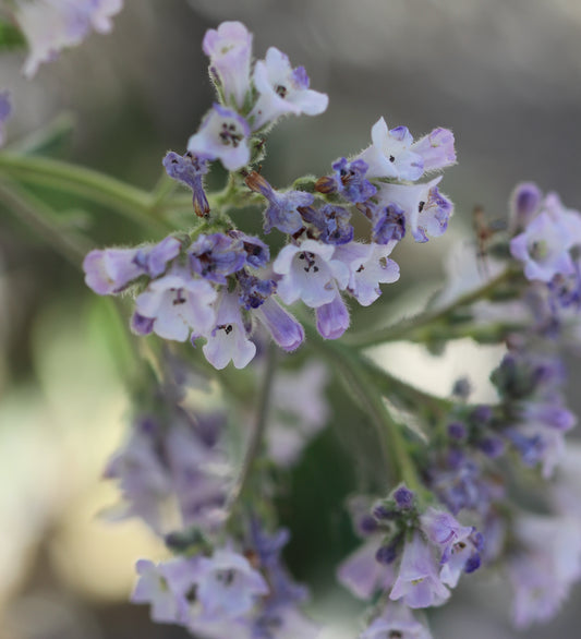 Eriodictyon californicum (yerba santa) fresh leaf tincture