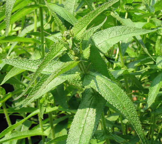 Eupatorium perfoliatum (boneset) fresh aerial parts in flower tincture